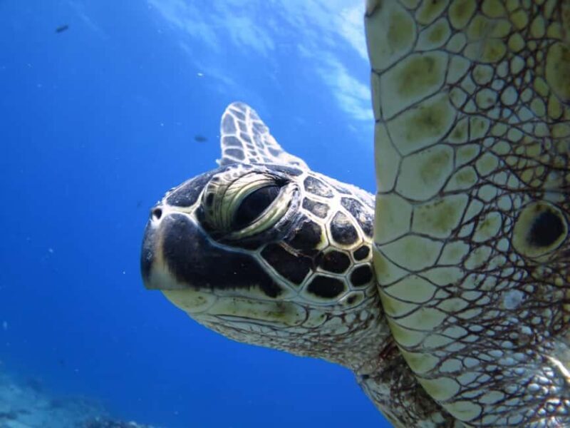 Waikiki: AM Paradise Honu Snorkeling - Who Will Love This Tour?