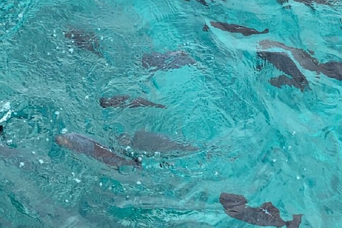 Waikiki Beach Glass Bottom Boat Cruise - Positive Experiences and Unique Hawaii Experience