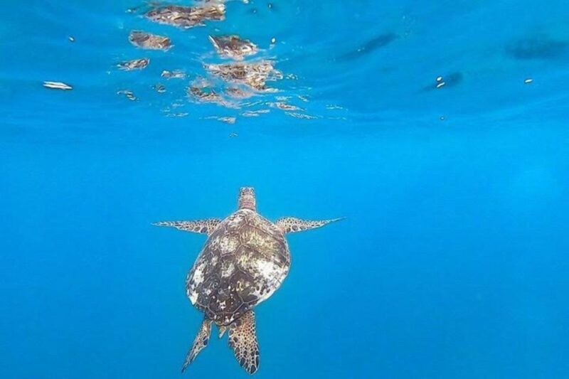 Waikiki Beach: Turtle Snorkeling and Sailing on Hwea - FAQ