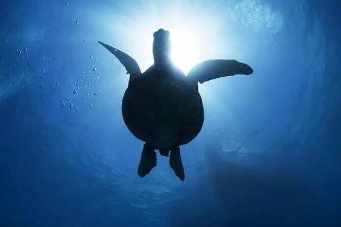 Waikiki Catamaran Snorkel Sail: Turtles Guaranteed - Good To Know