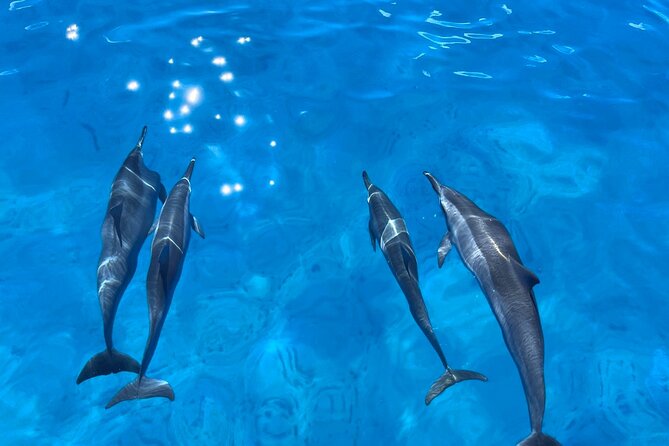 Waikiki: Guided Turtle Snorkel & Ocean Rafting Tour (Small-Group) - Common Questions