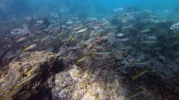 Waikiki: Honolulu Beginner Scuba Diving With Videos - Activity Details