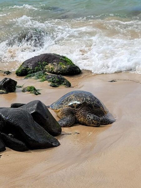 Waikiki: Oahu In a Day Circle Island Tour - The Sum Up