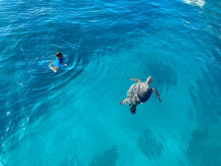 Waikiki: Sea Turtle Snorkeling, Small Group Boat Tour - Itinerary Details