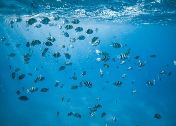 Waikiki: Sea Turtle Snorkeling, Small Group Boat Tour - Meeting Point
