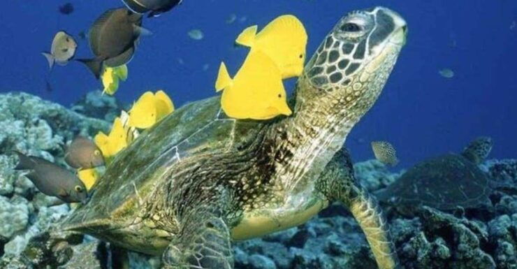 Waikiki: Sea Turtle Snorkeling Tour - Good To Know