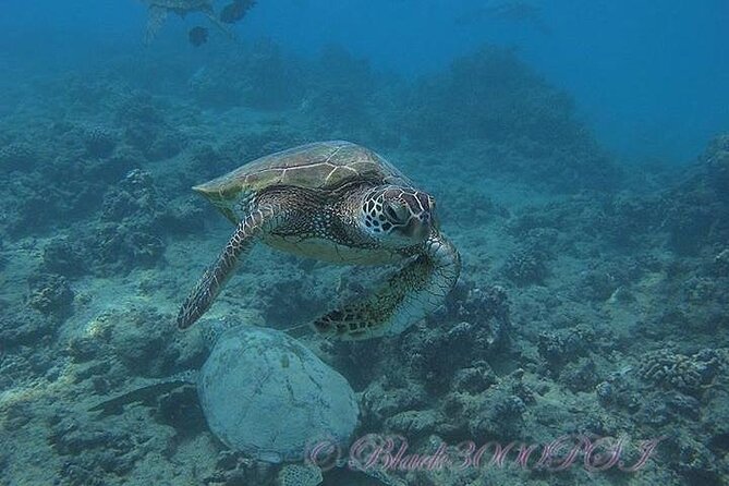 Waikiki Small-Group Beginner Scuba Dive  - Oahu - Additional Information and Requirements