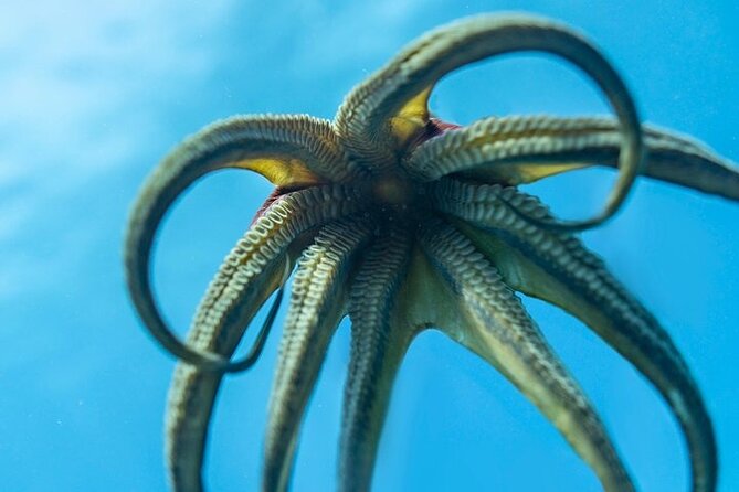 Waikiki Small-Group Beginner Scuba Dive  - Oahu - Dive Masters Professionalism