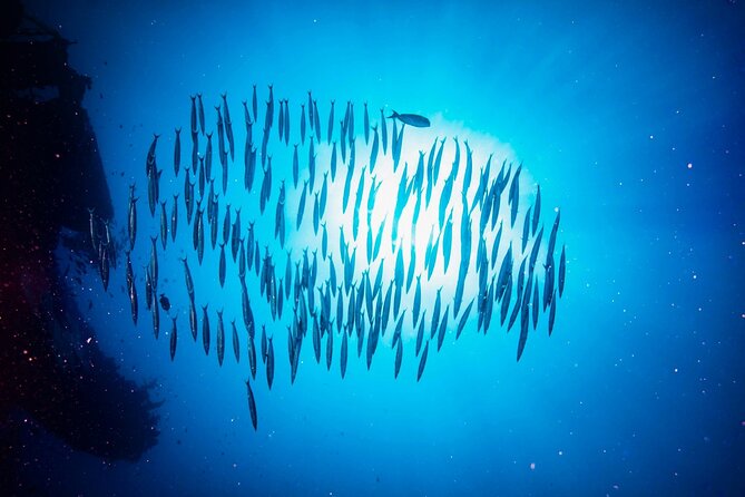 Waikiki Sunset Night Dive Adventure - Certified Divers ONLY - Inclusions