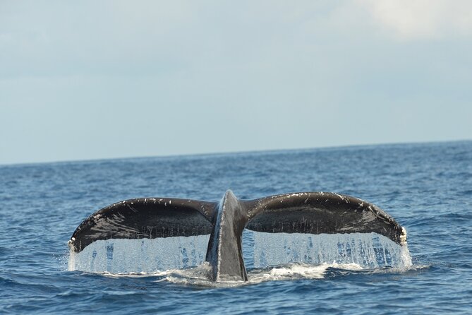 Waikiki Sunset Whale Watch, Music, BYOB! - Bring Your Own Drinks for a Personalized Experience