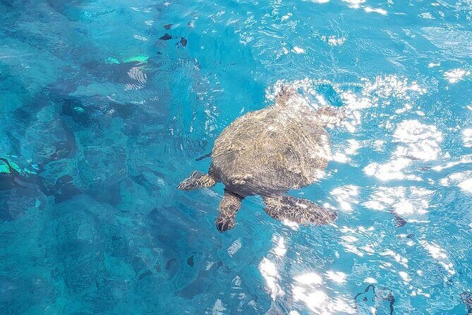 Waikiki Turtle Canyon Snorkeling Adventure - The Experience Breakdown: What You’ll Love and What to Watch For