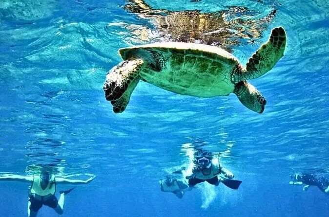 Waikiki Turtle Canyon Snorkeling and Swim Tour - FAQs