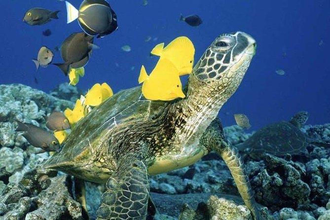 Waikiki Turtle Snorkel Adventure With Manakai Catamaran - What to Expect