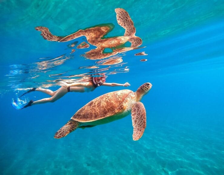 Waikiki: Turtle Snorkeling Cruise With 20FT Jumping Platform - Good To Know