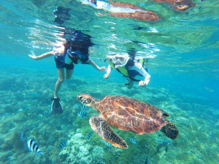 Waikiki: Turtle Snorkeling Cruise With 20FT Jumping Platform - Pickup and Schedule