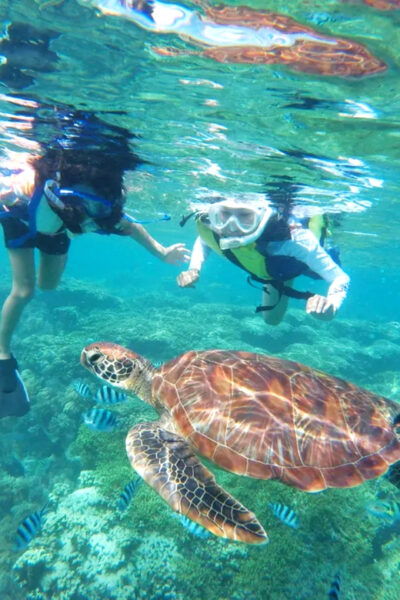 Waikiki: Turtle Snorkeling Cruise With 20FT Jumping Platform - Booking and Cancellation Policy