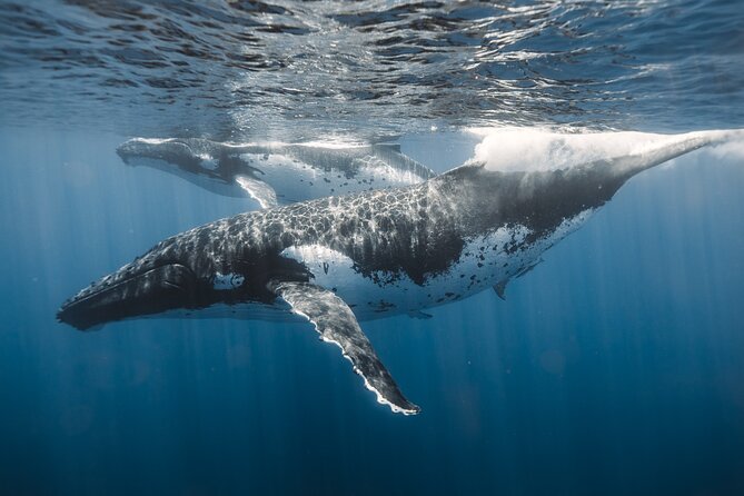 Waikiki Whale Watch & Ocean Rafting Tour (Small-group) - Inclusions and Meeting Information