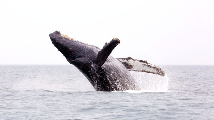 Waikiki: Whale Watching Cruise - Good To Know