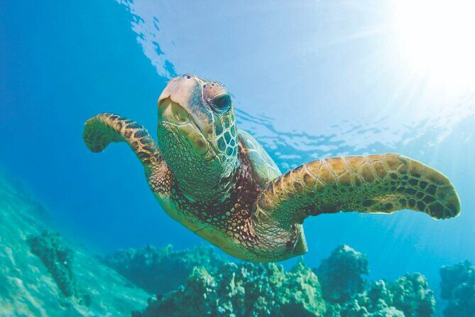 Waikoloa Turtle Catamaran Snorkel Sail - Snorkeling at the Reef: A Marine Wonderland