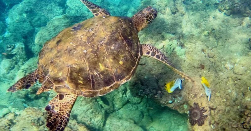 Wailea Beach: Snorkeling for Non-Swimmers Guided Tour - The Experience in Detail