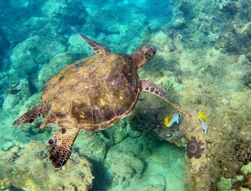 Wailea Beach: Snorkeling for Non-Swimmers Guided Tour - Who Is This Tour Best For?