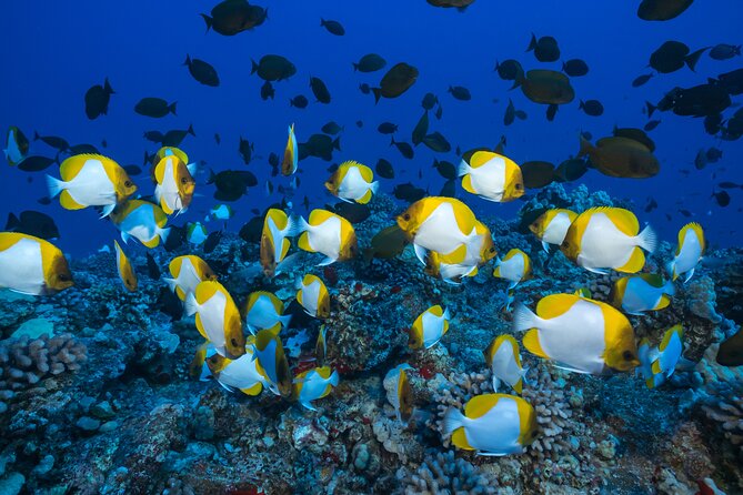 Wailuku Coral Gardens Snorkeling Tour  - Maui - Additional Information