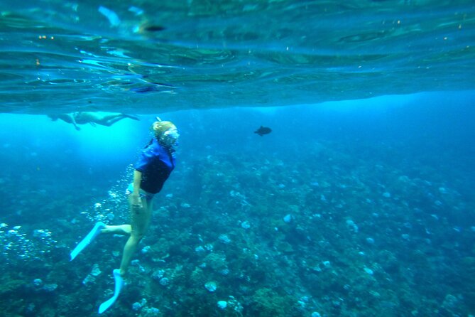 Wailuku Coral Gardens Snorkeling Tour  - Maui - Terms & Conditions