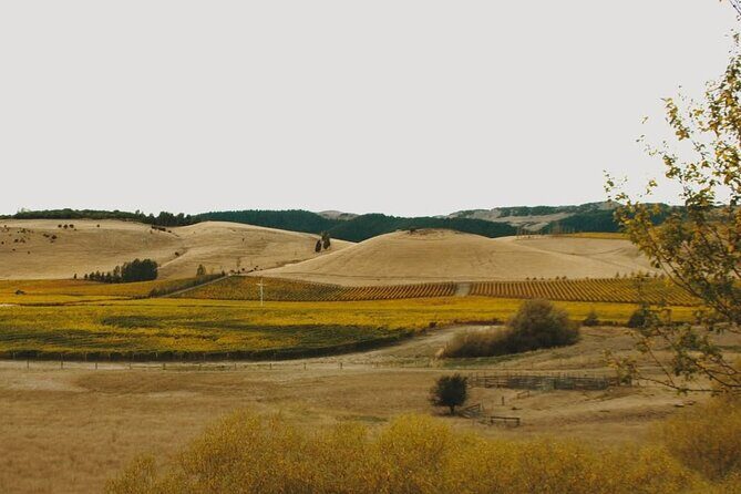 Waipara Valley Winery Tour Wine Tastings and Scenic Views - Final Thoughts: Who Would Love This Tour?  