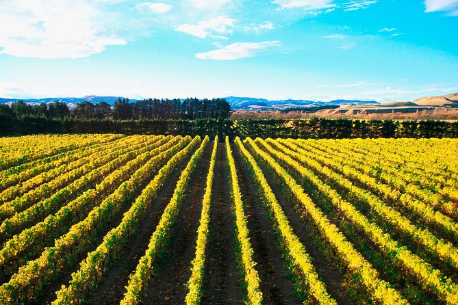 Waipara Wine Trail Afternoon Tour From Christchurch - Whats Included