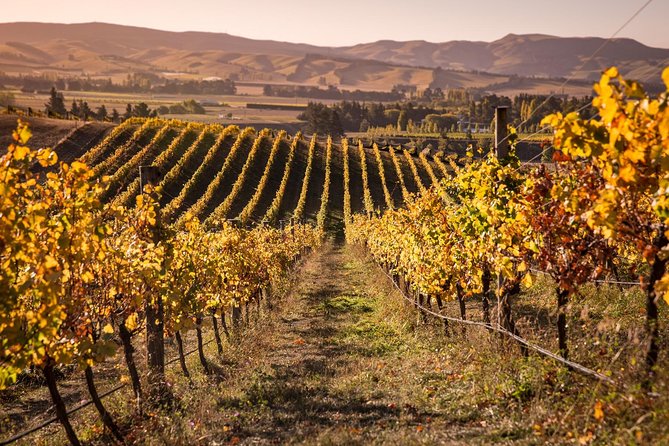 Waipara Wine Trail Afternoon Tour From Christchurch - Tour Experience - Positive Reviews