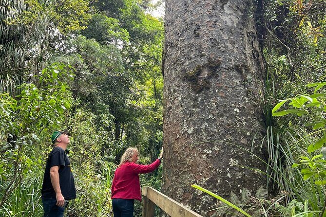 WAIPOUA FOREST Tane Mahuta & KAURI MUSEUM Day Tour from Auckland - Exploring the Majestic Giants of Waipoua Forest: A Full-Day Tour from Auckland
