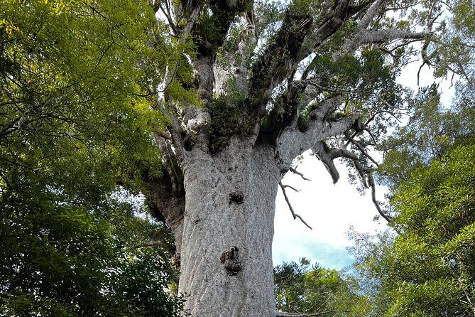 WAIPOUA FOREST Tane Mahuta & KAURI MUSEUM Day Tour from Auckland - Practical Aspects and Value