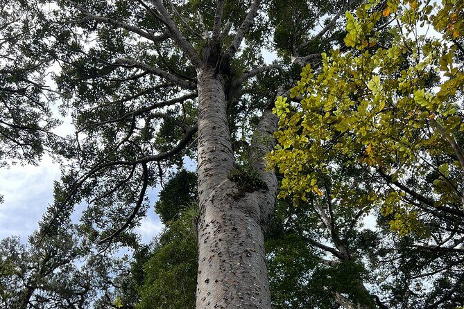 WAIPOUA FOREST Tane Mahuta & KAURI MUSEUM Day Tour from Auckland - Who Is This Tour Best For?