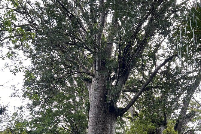 WAIPOUA FOREST Tane Mahuta & KAURI MUSEUM Day Tour from Auckland - The Sum Up
