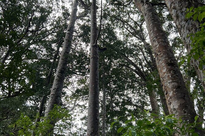 WAIPOUA FOREST Tane Mahuta & KAURI MUSEUM Day Tour from Auckland - FAQ