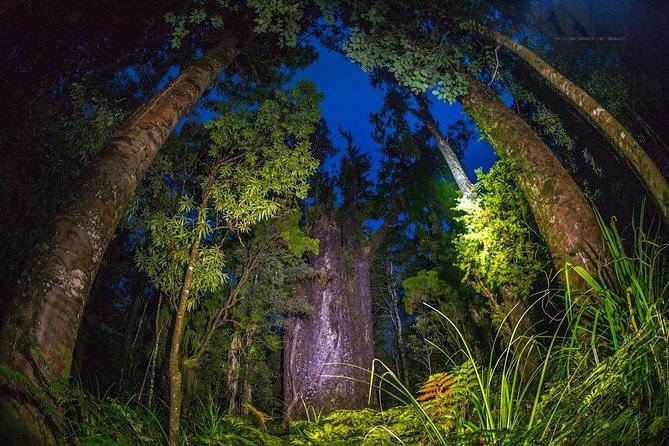 Waipoua Forest: Twilight Encounter - Maori Cultural Eco Night Tour - Inclusions