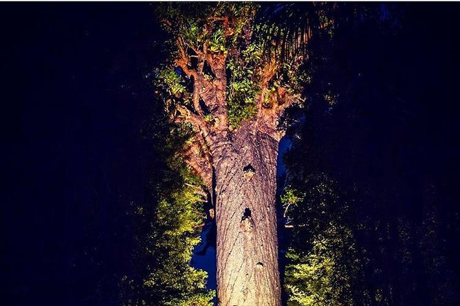 Waipoua Forest: Twilight Encounter - Maori Cultural Eco Night Tour - Itinerary