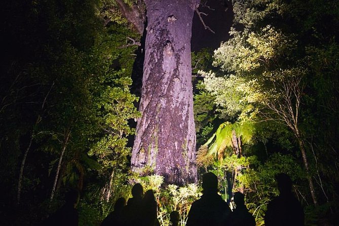 Waipoua Forest: Twilight Encounter - Maori Cultural Eco Night Tour - The Sum Up