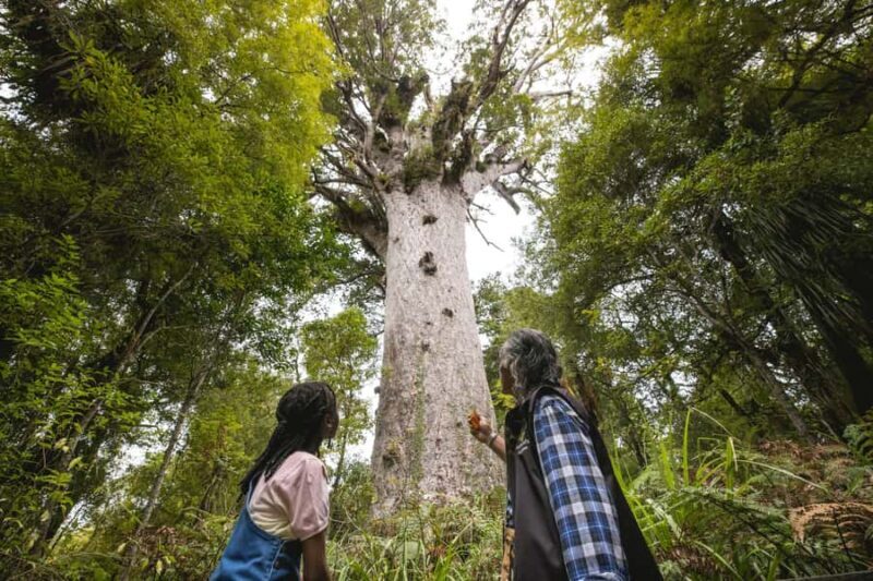 Waipoua KAURI Forest, Tane Mahuta & Museum Tour Ex Auckland - Discovering the Majestic Kauri: An Honest Look at the Waipoua Forest, Tane Mahuta & Museum Tour from Auckland