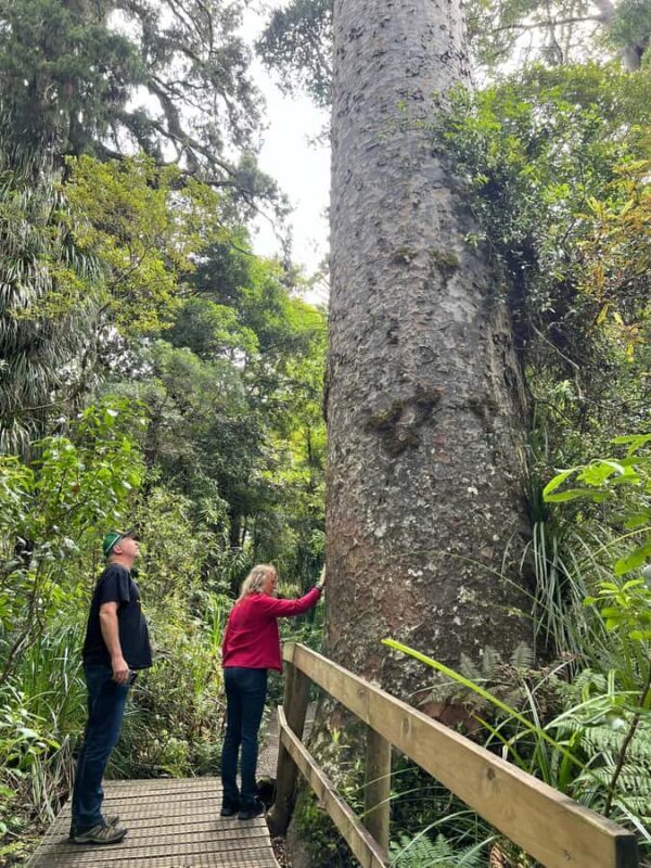 Waipoua KAURI Forest, Tane Mahuta & Museum Tour Ex Auckland - Final Thoughts