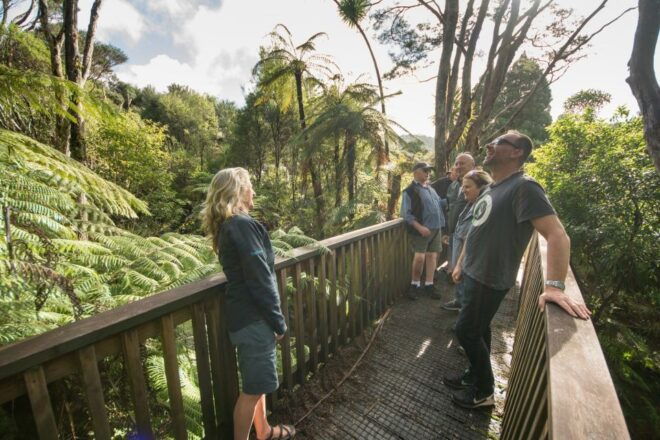 Waitakere Ranges Wilderness Experience Tour From Auckland - Waitakere Ranges Highlights