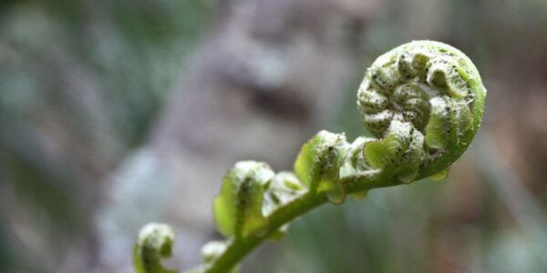 Waitakere Ranges Wilderness Experience Tour From Auckland - The Sum Up