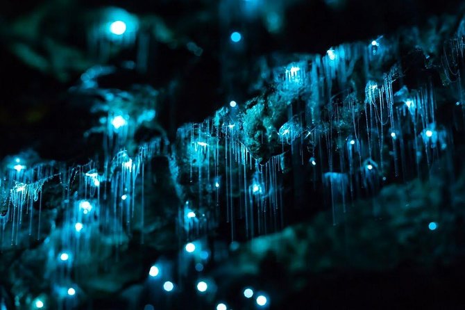 Waitomo Caves Private Tour From Auckland - Tour Options and Pricing