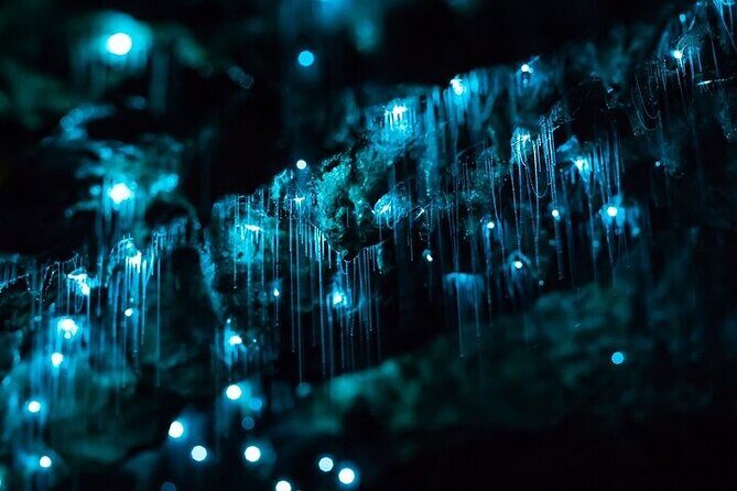 Waitomo Glow Worm Caves & Te Puia (Rotorua) Private Tour - Final Thoughts: Is This Tour for You?