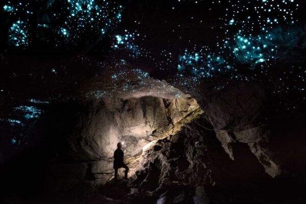 Waitomo: Glowworm Cave 3-Hour Guided Eco-Tour - The Sum Up