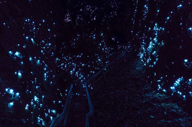 Waitomo GlowWorm cave & Sanctuary Mountain Ancient Walk Tour - Good To Know