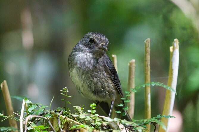 Waitomo GlowWorm cave & Sanctuary Mountain Ancient Walk Tour - Who Is This Tour Best For?