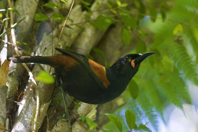 Waitomo GlowWorm cave & Sanctuary Mountain Ancient Walk Tour - FAQ