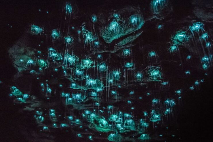 Waitomo: Glowworm Caves Guided Tour by Boat - Activity Details