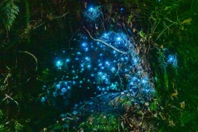 Waitomo: Glowworm Caves Guided Tour by Boat - Common Questions